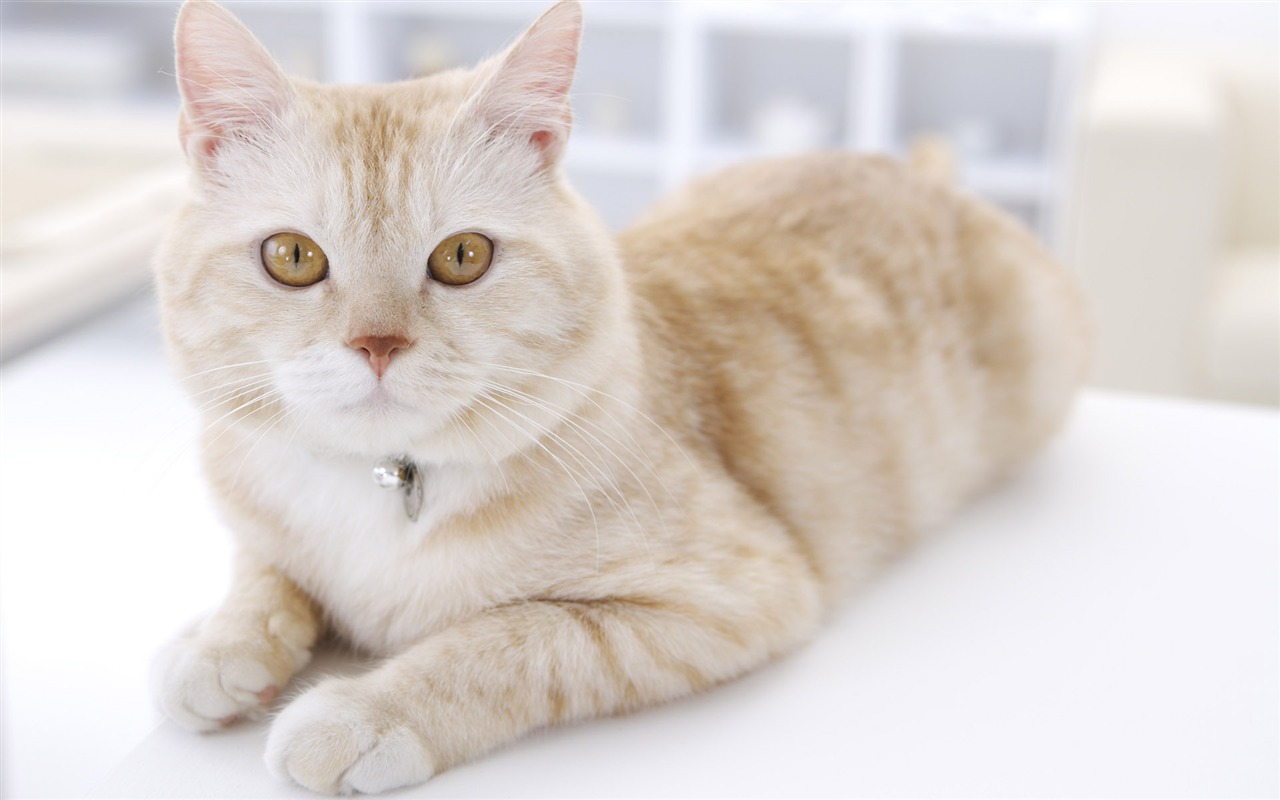 HD papel tapiz lindo gatito #39 - 1280x800