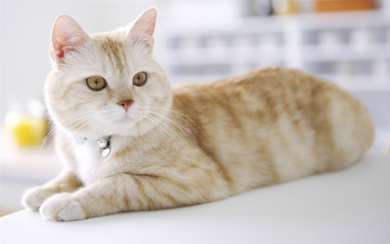HD papel tapiz lindo gatito #40 - 1280x800