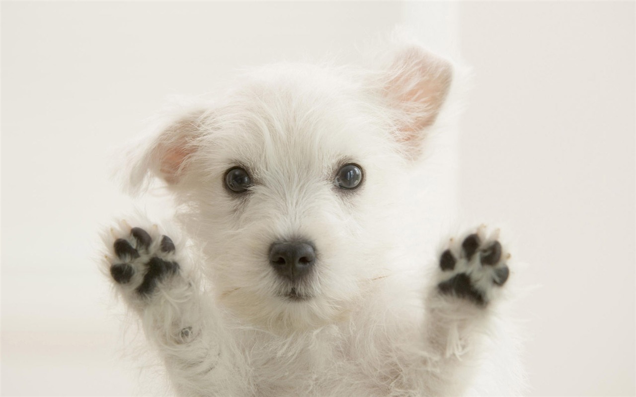 Cute Puppy Photo Wallpaper #13 - 1280x800