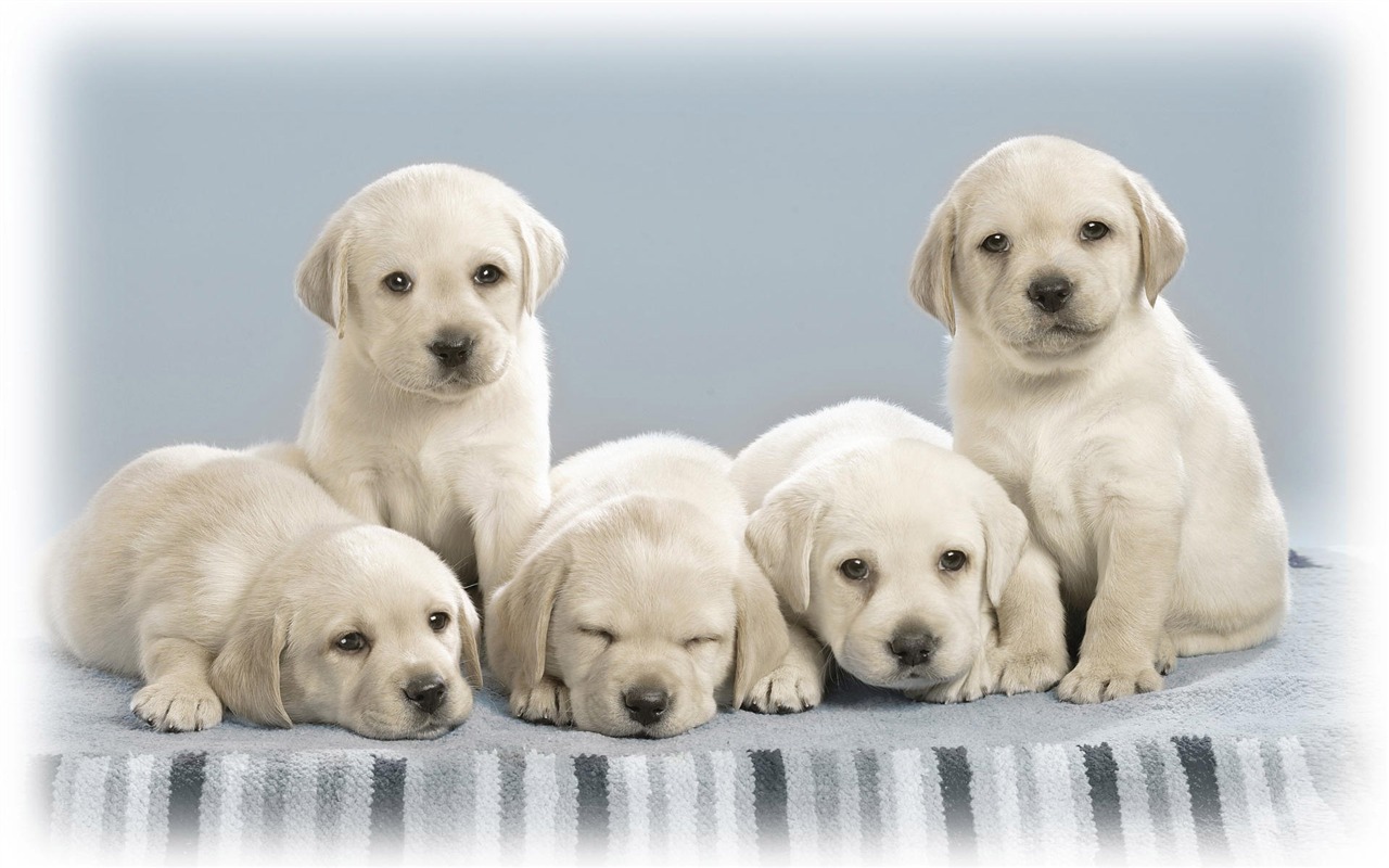 Cute Welpen Photo Wallpaper #18 - 1280x800