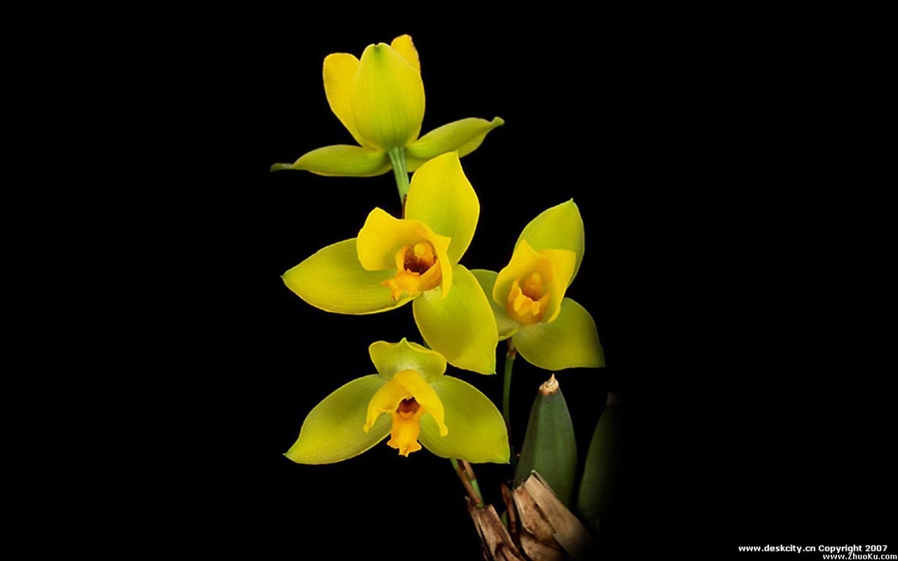 Hermosa y elegante fondo de pantalla de orquídeas #3 - 1280x800