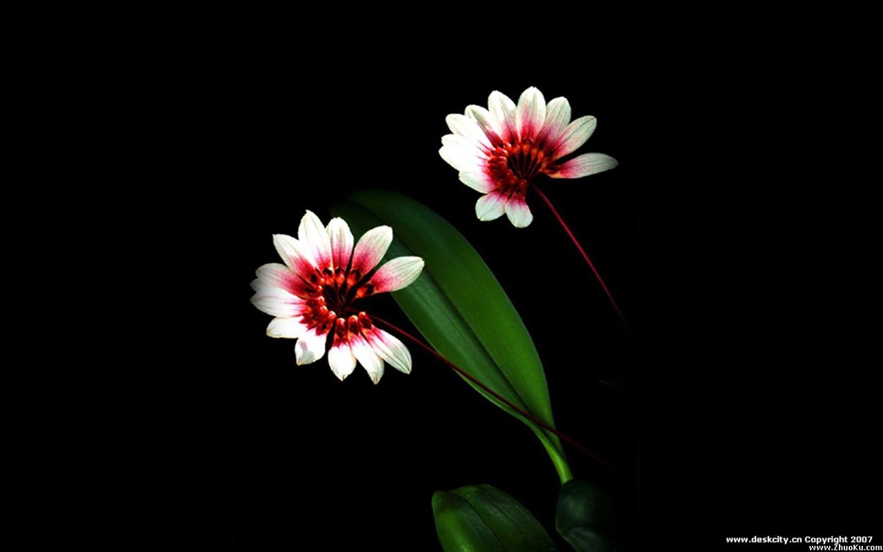 Hermosa y elegante fondo de pantalla de orquídeas #4 - 1280x800