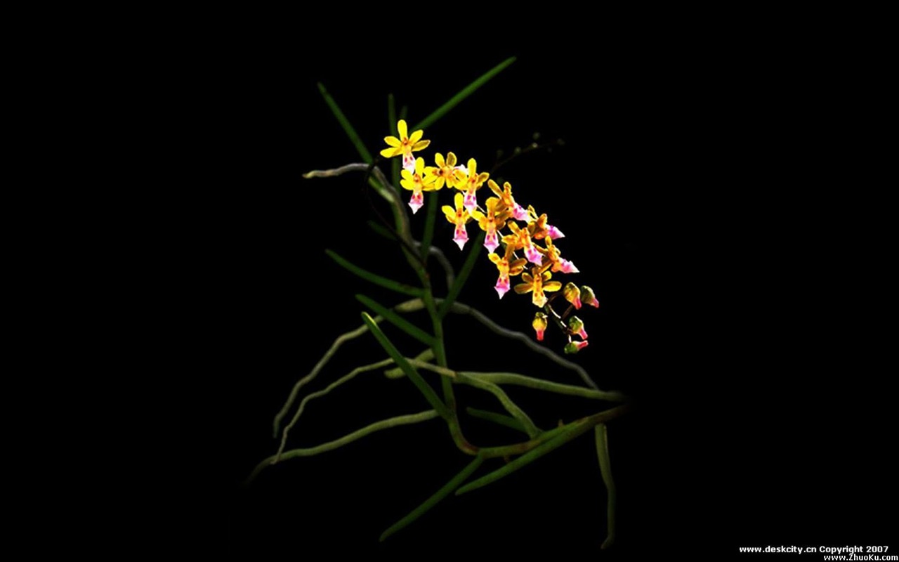 Hermosa y elegante fondo de pantalla de orquídeas #5 - 1280x800