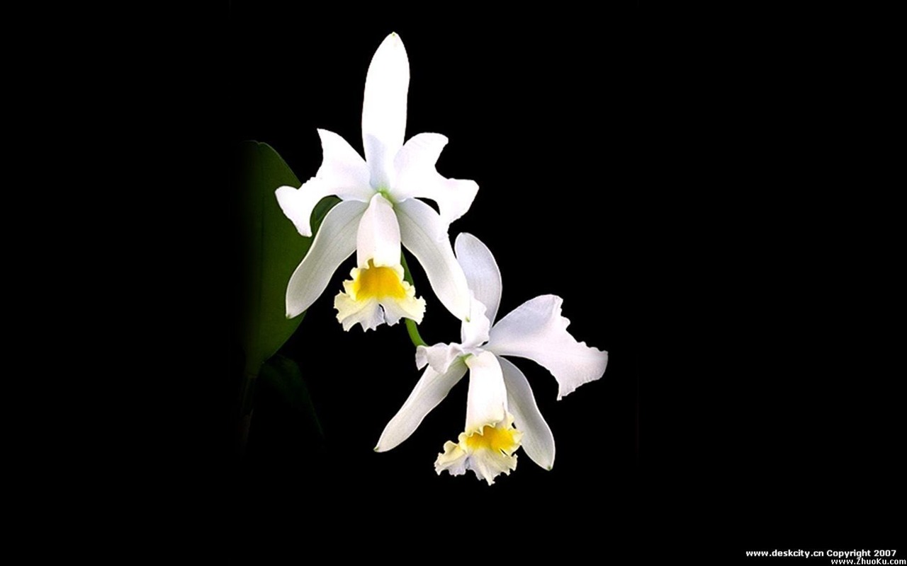 Hermosa y elegante fondo de pantalla de orquídeas #6 - 1280x800