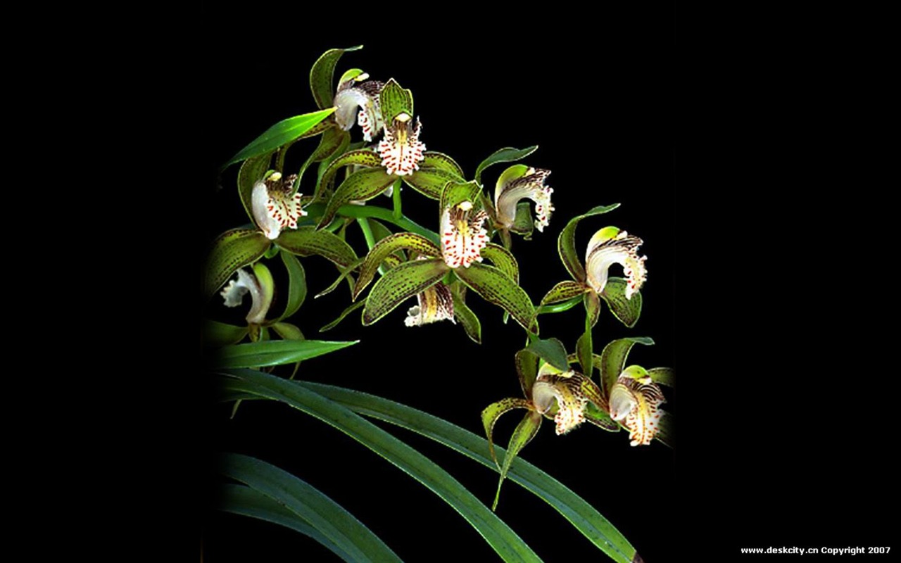 Hermosa y elegante fondo de pantalla de orquídeas #8 - 1280x800