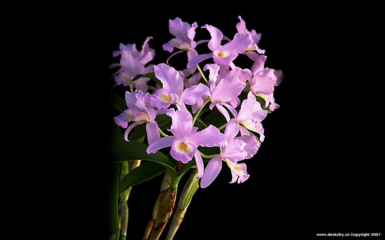 Hermosa y elegante fondo de pantalla de orquídeas #9 - 1280x800