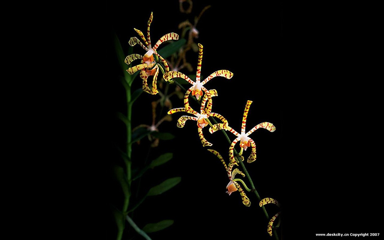 Hermosa y elegante fondo de pantalla de orquídeas #11 - 1280x800