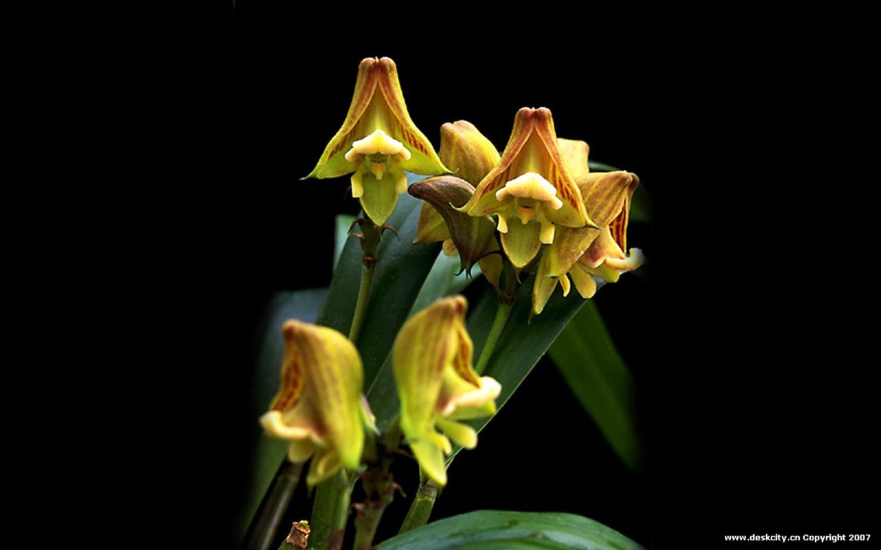 Hermosa y elegante fondo de pantalla de orquídeas #12 - 1280x800