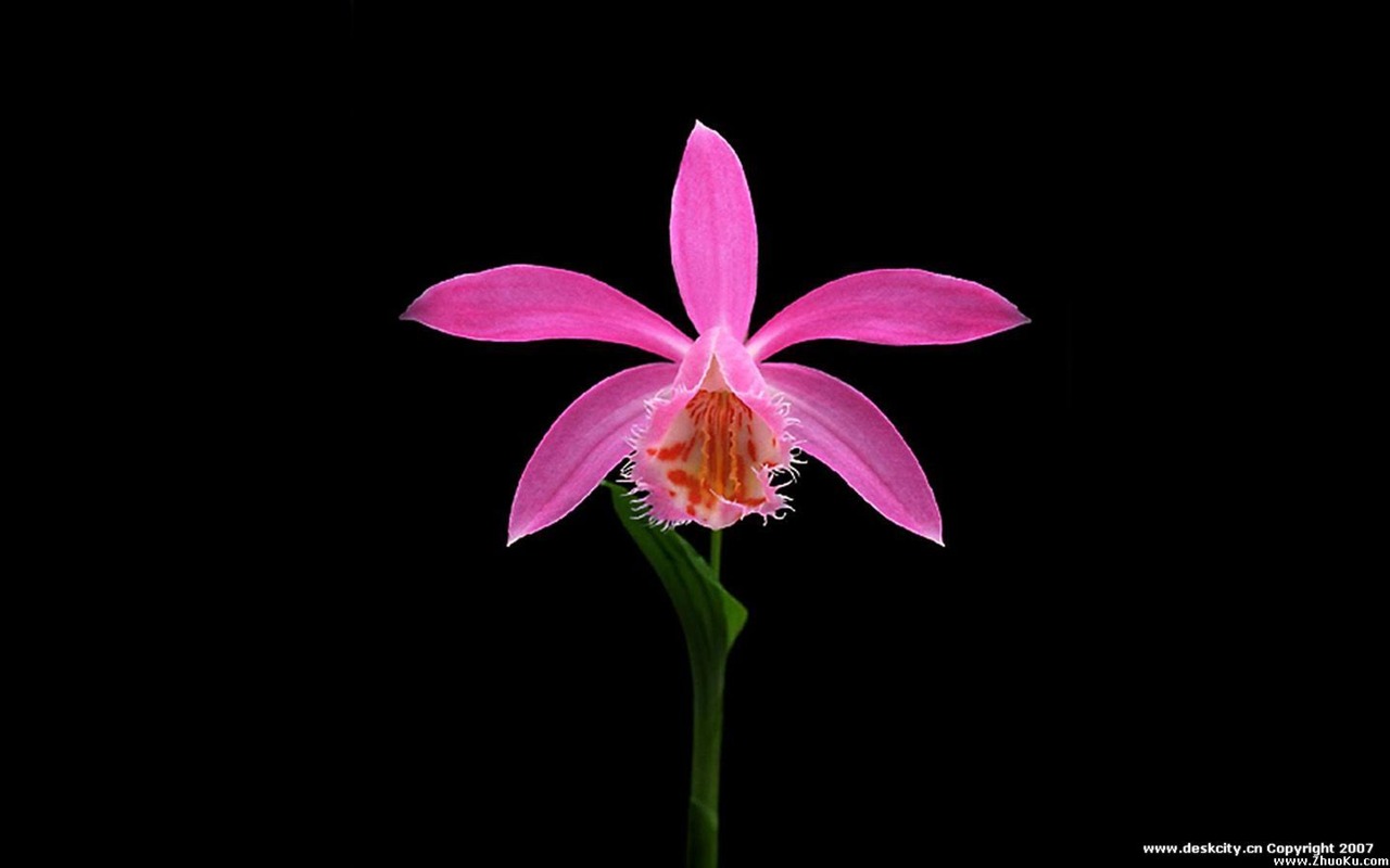 Hermosa y elegante fondo de pantalla de orquídeas #16 - 1280x800