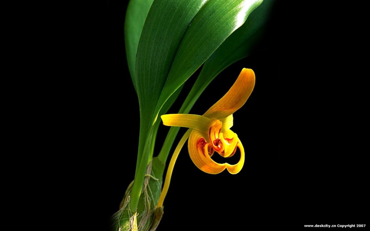Hermosa y elegante fondo de pantalla de orquídeas #17 - 1280x800