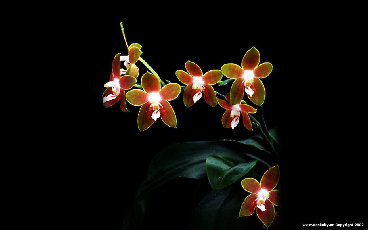 Belle et élégante orchidée fond d'écran #18 - 1280x800