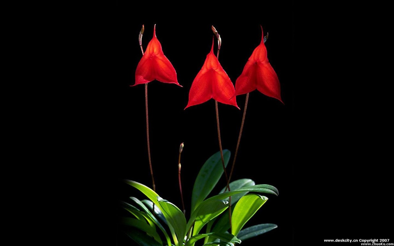 Hermosa y elegante fondo de pantalla de orquídeas #20 - 1280x800