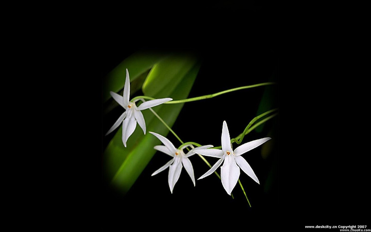 Hermosa y elegante fondo de pantalla de orquídeas #21 - 1280x800
