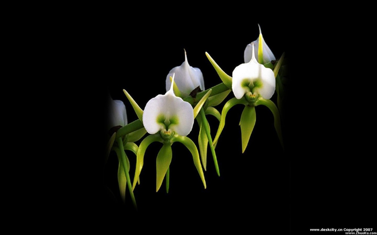 Hermosa y elegante fondo de pantalla de orquídeas #23 - 1280x800