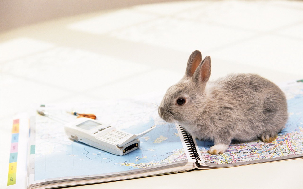 可爱的小兔子壁纸专辑5 - 1280x800