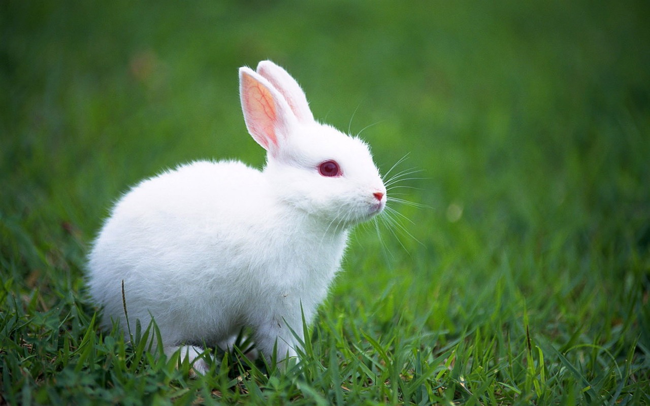 可爱的小兔子壁纸专辑12 - 1280x800