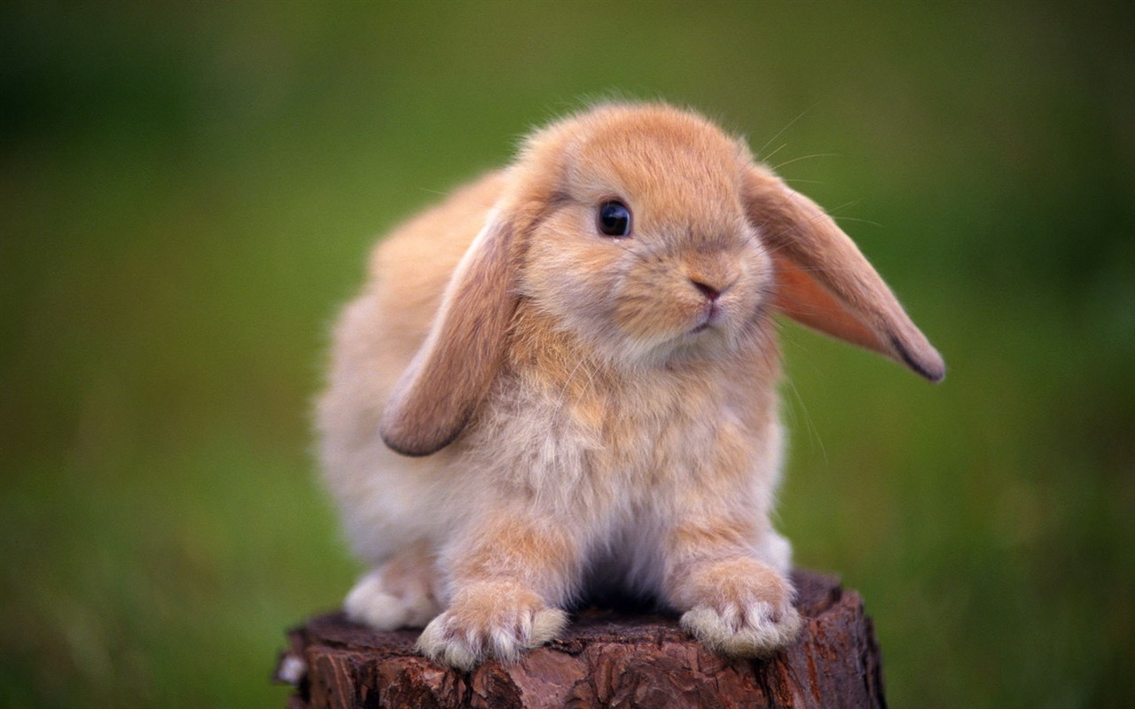 Cute little bunny wallpaper #13 - 1280x800