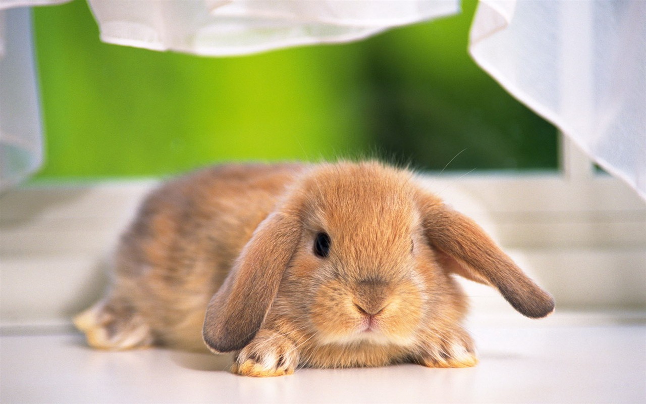 可愛的小兔子壁紙專輯 #14 - 1280x800