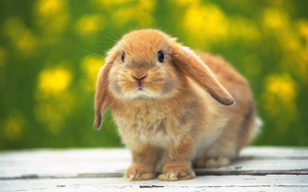 Cute little bunny Tapete #20 - 1280x800