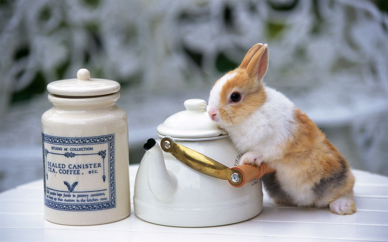 Cute little bunny Tapete #21 - 1280x800