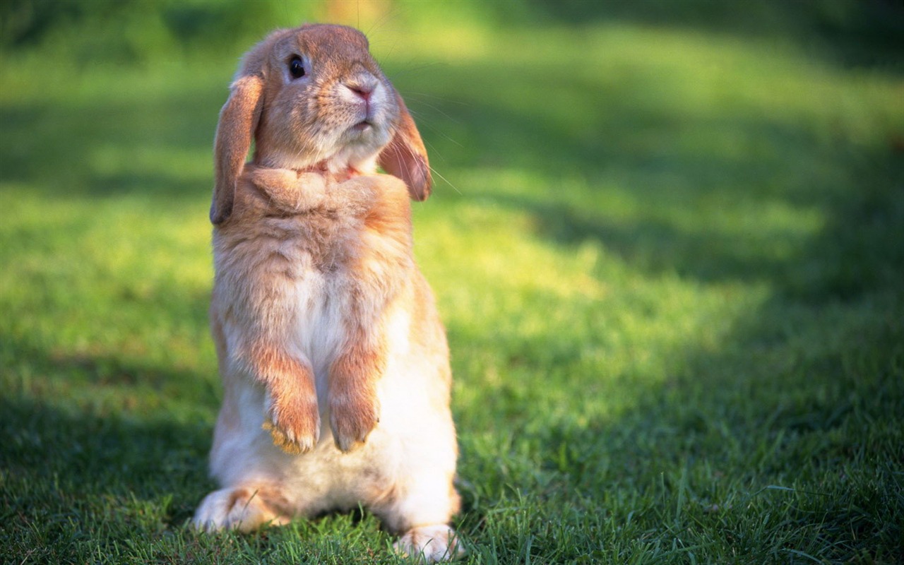 Cute little bunny Tapete #22 - 1280x800