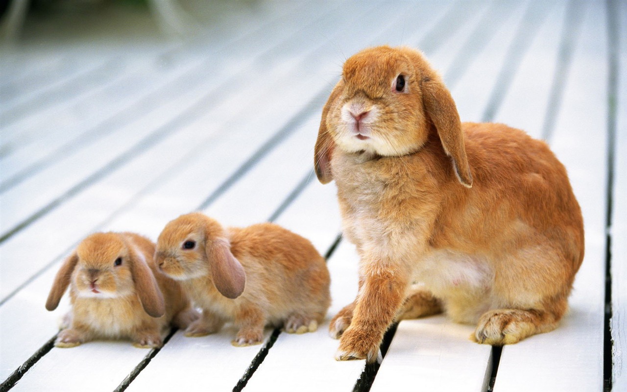 Cute little bunny Tapete #23 - 1280x800