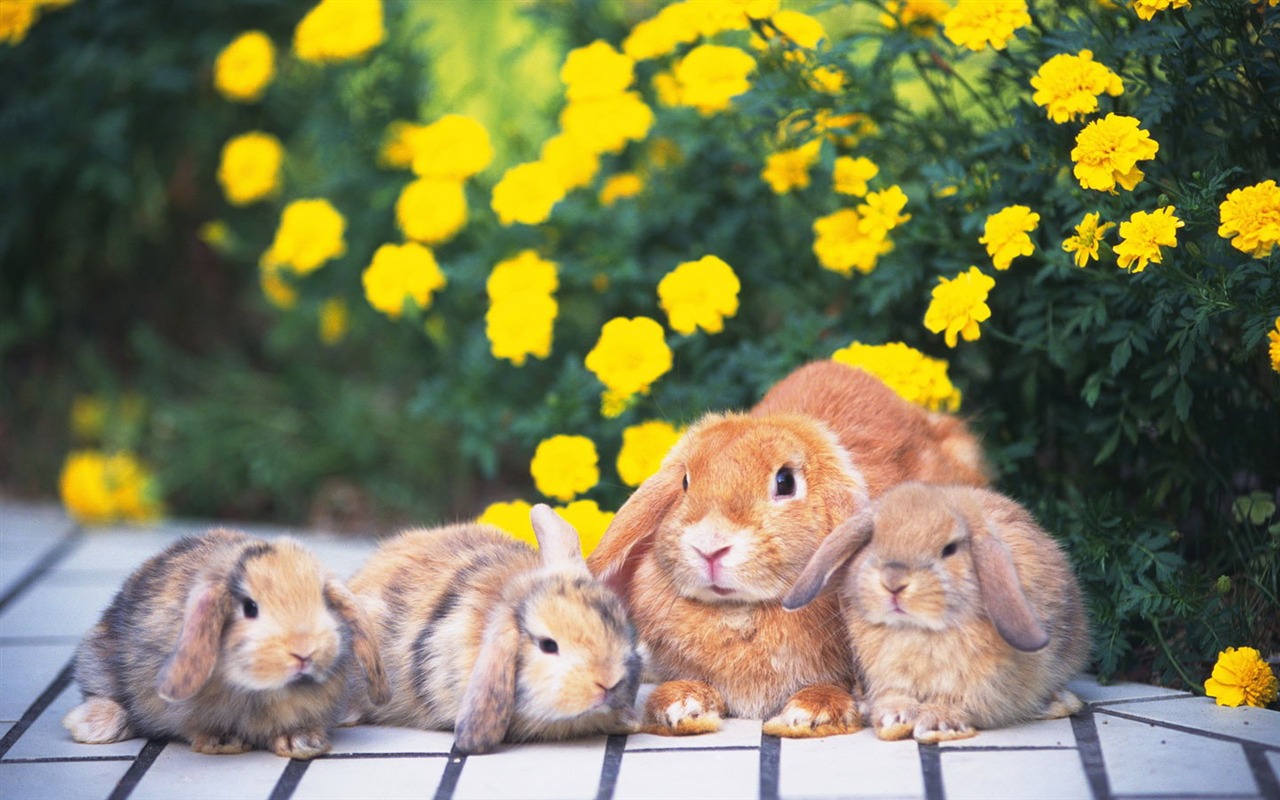 可愛的小兔子壁紙專輯 #24 - 1280x800