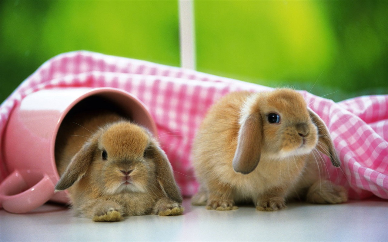 可愛的小兔子壁紙專輯 #26 - 1280x800