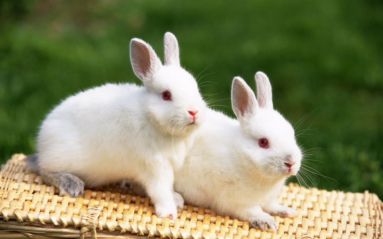 Cute little bunny Tapete #27 - 1280x800