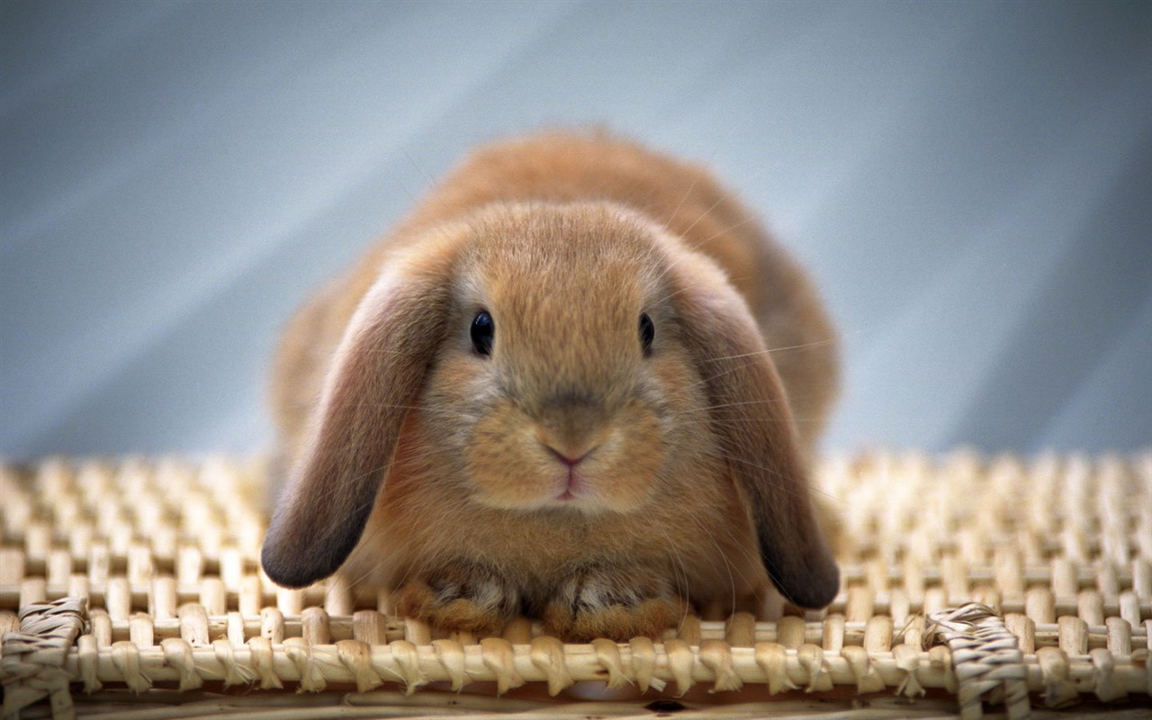 Cute little bunny wallpaper #28 - 1280x800