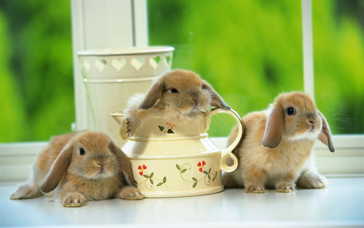 かわいいウサギの壁紙 #33 - 1280x800