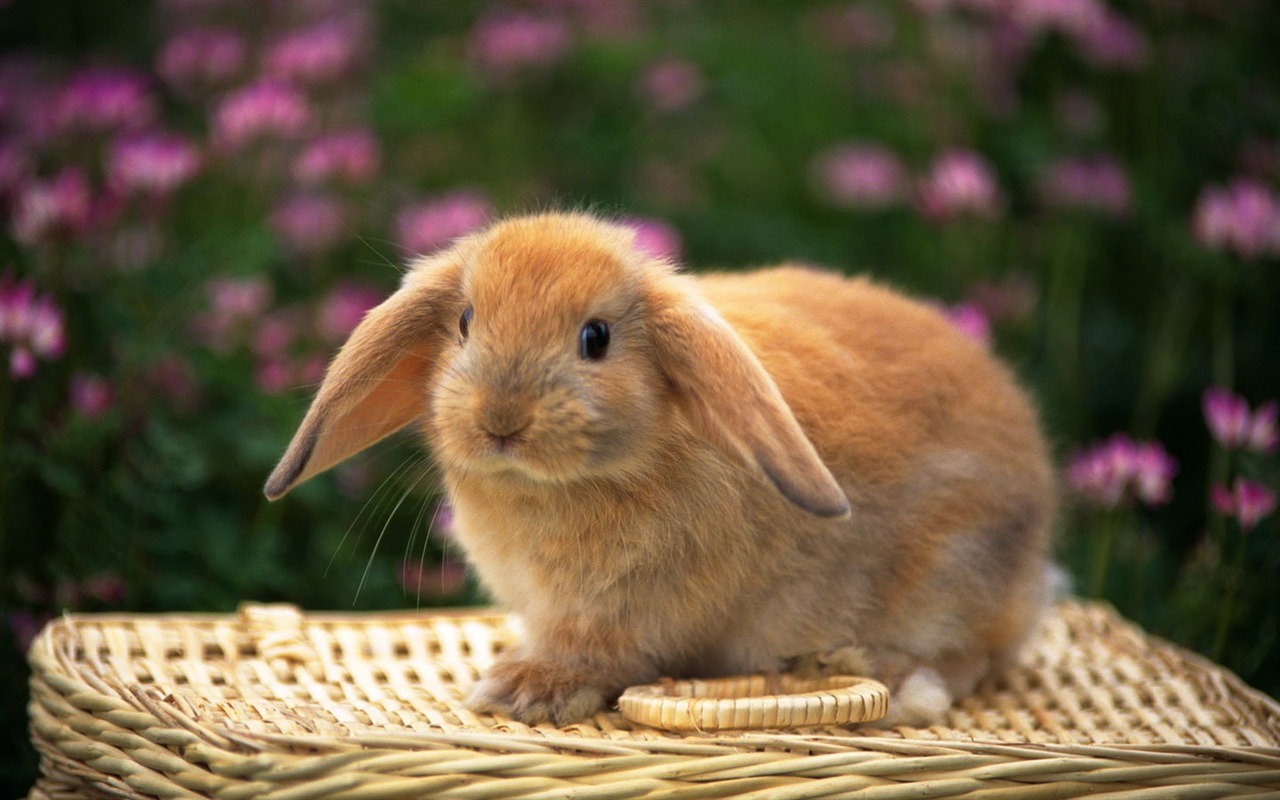 Cute little bunny wallpaper #34 - 1280x800