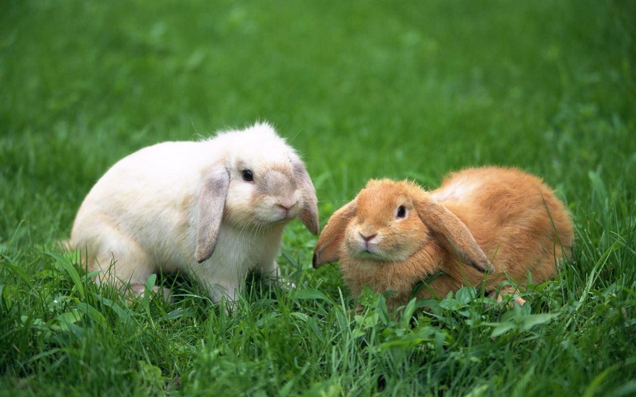 Cute little bunny Tapete #37 - 1280x800