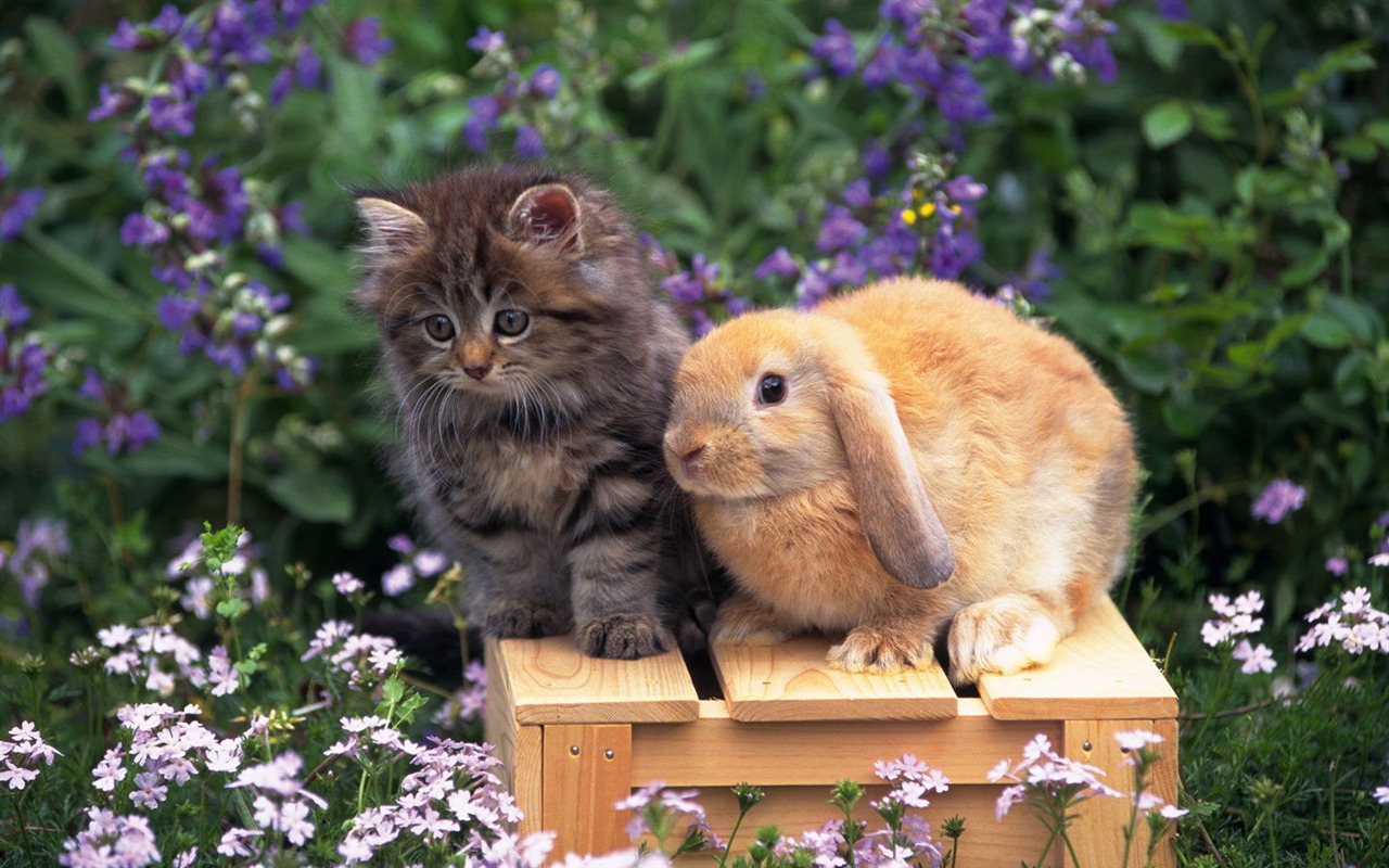 Cute little bunny wallpaper #39 - 1280x800