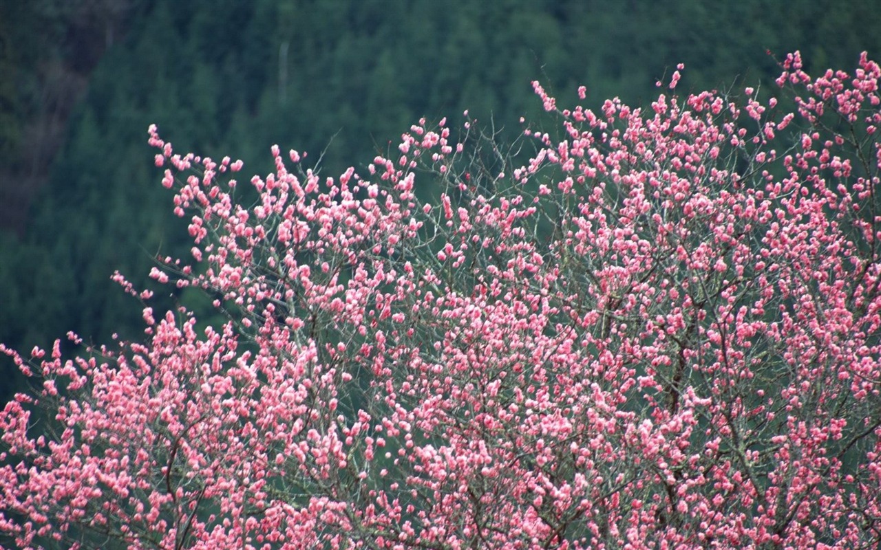 春の自然の壁紙 #6 - 1280x800