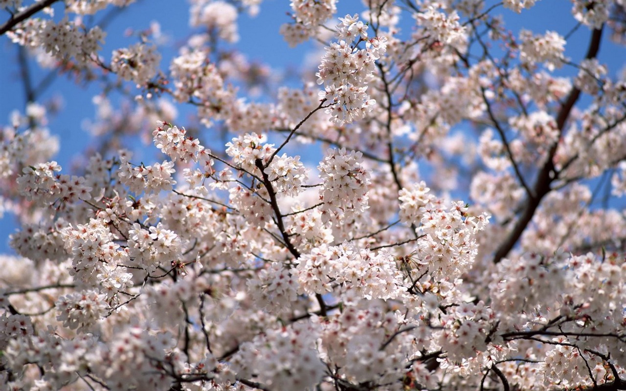 Printemps fonds d'écran Nature #10 - 1280x800