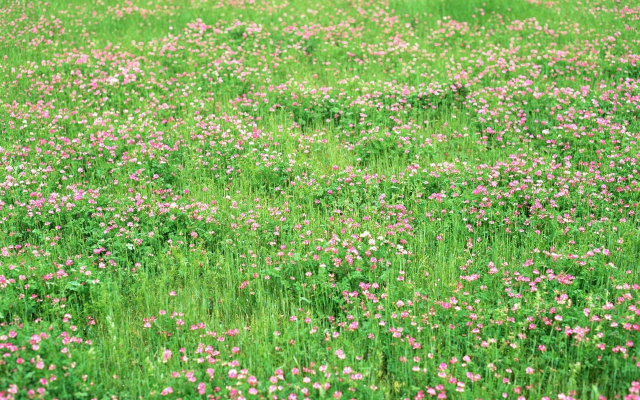 春色 自然風景壁紙 #14 - 1280x800
