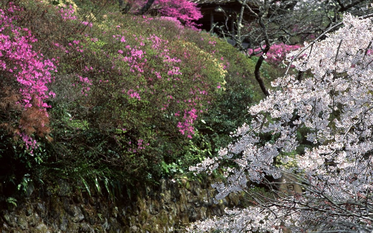 春色 自然風景壁紙 #18 - 1280x800