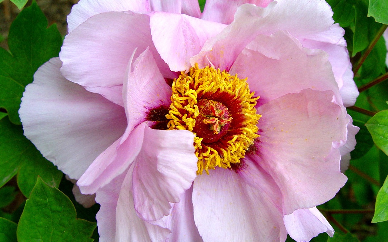 Fonds d'écran de la Reine fleur de pivoine #19 - 1280x800