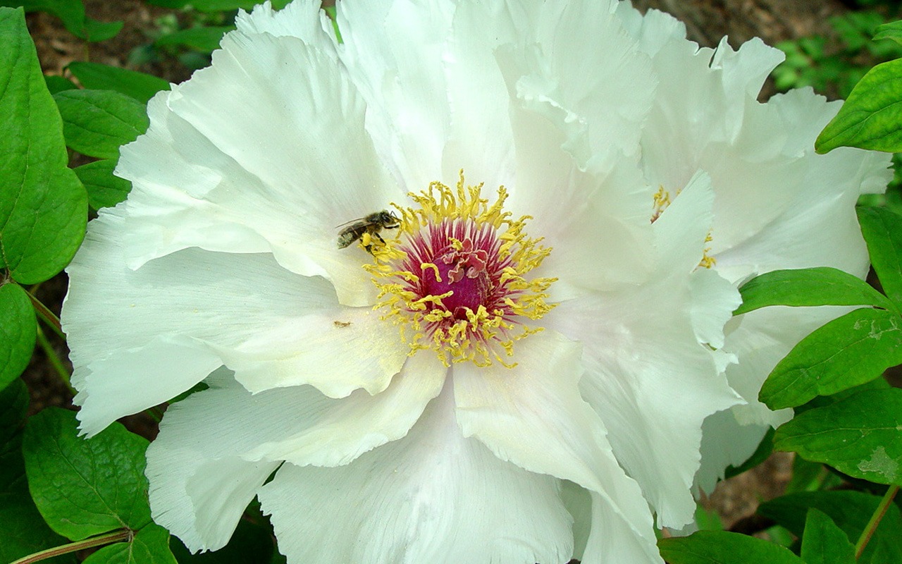 Fonds d'écran de la Reine fleur de pivoine #38 - 1280x800