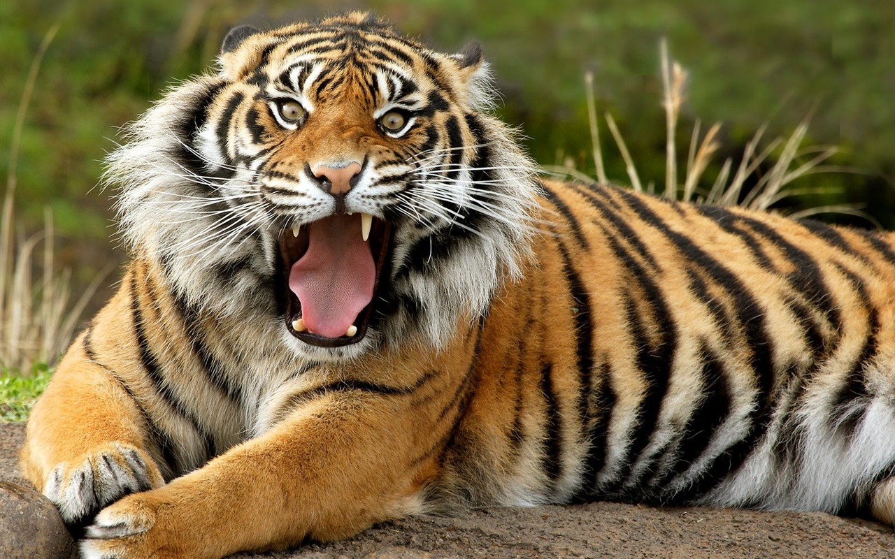 Tiger Foto Wallpaper #1 - 1280x800