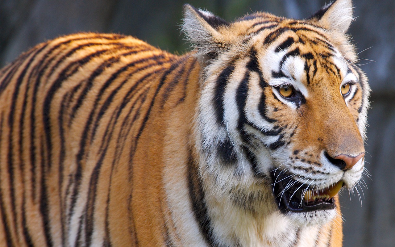 Tiger Foto Wallpaper #2 - 1280x800