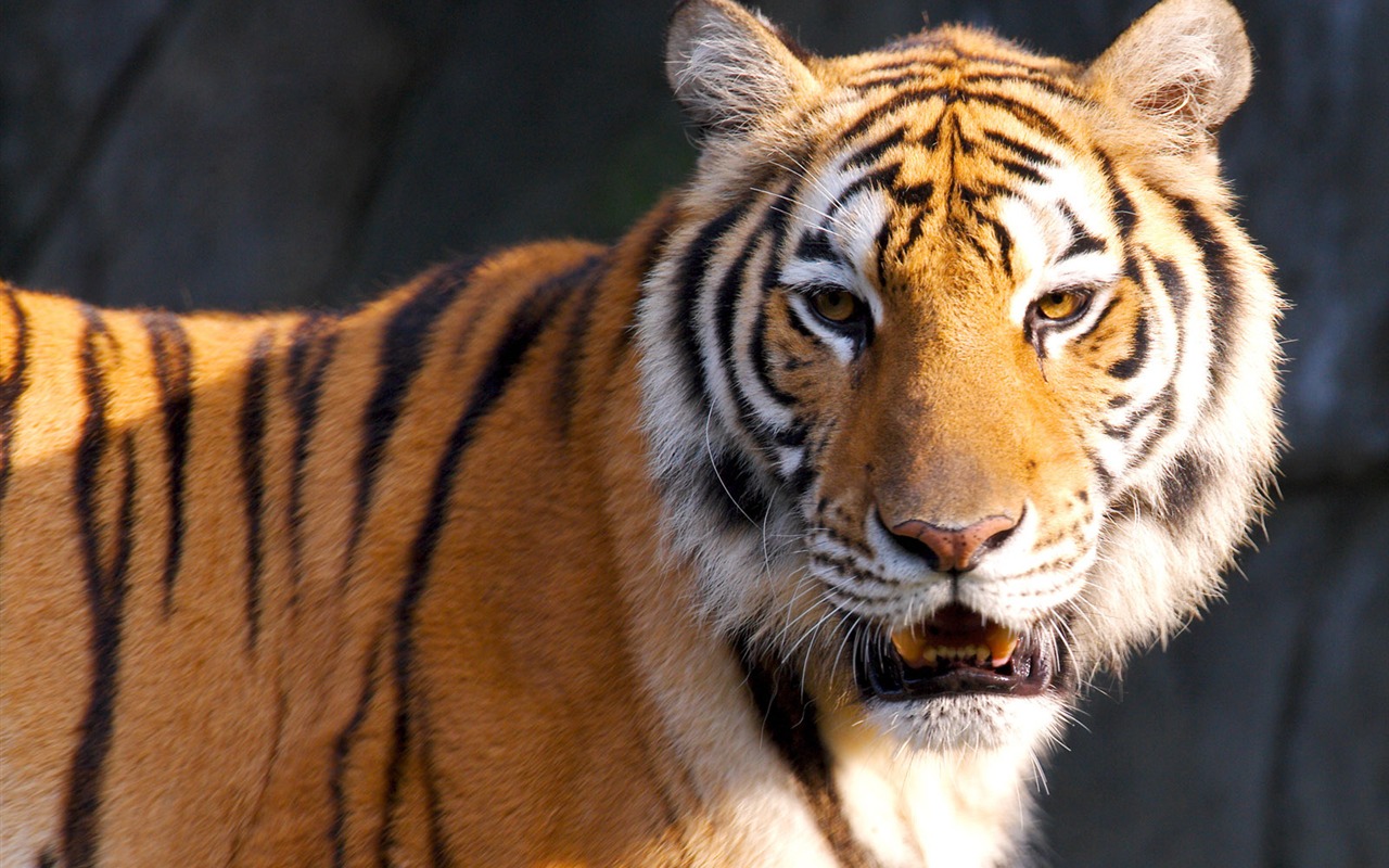 Tiger Photo Wallpaper #3 - 1280x800