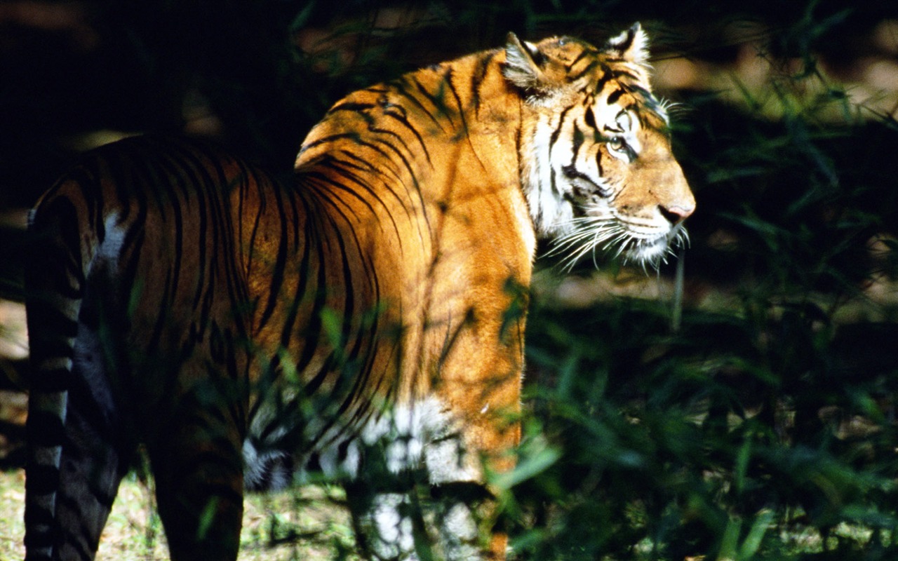 Tiger Photo Wallpaper #4 - 1280x800