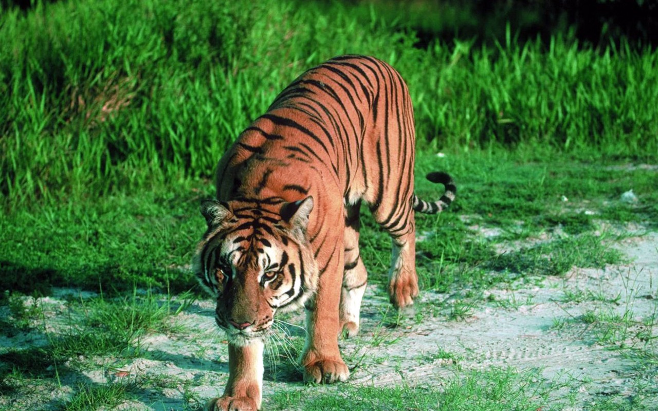 Tiger Photo Wallpaper #5 - 1280x800