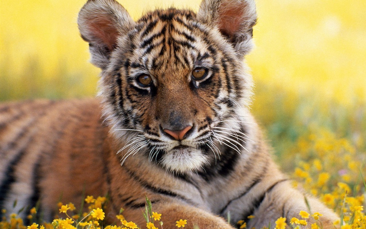 Tiger Photo Wallpaper #6 - 1280x800