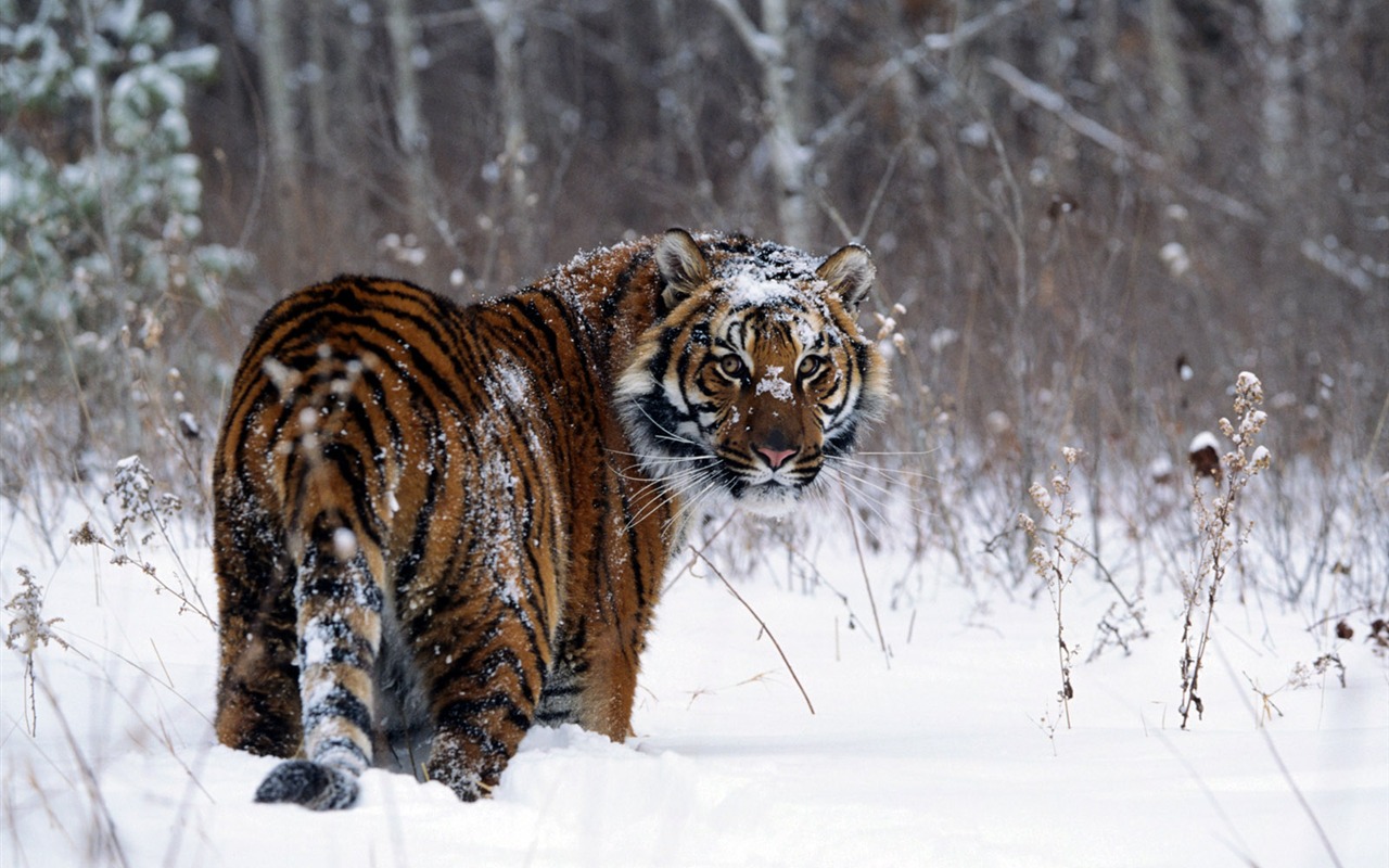 Tiger Photo Wallpaper #9 - 1280x800