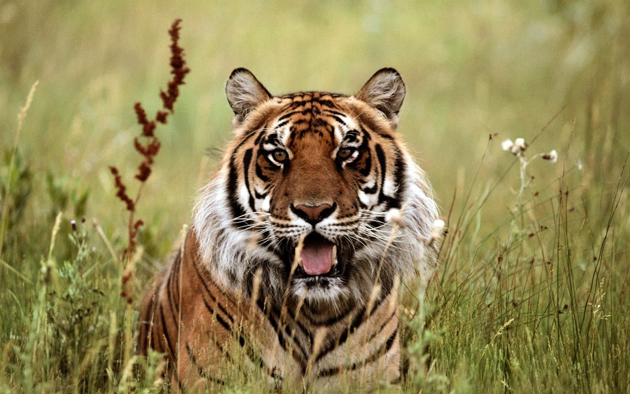 Tiger Foto Wallpaper #10 - 1280x800