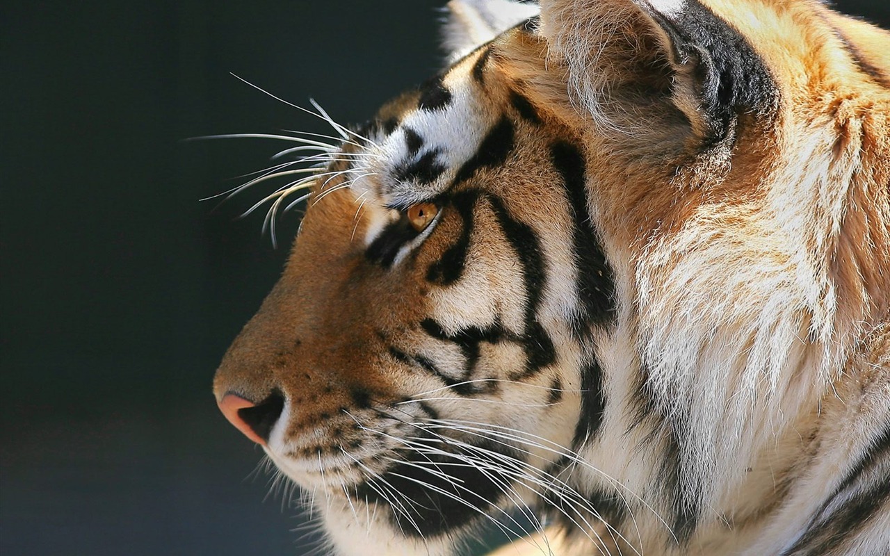 Tiger Фото обои #11 - 1280x800
