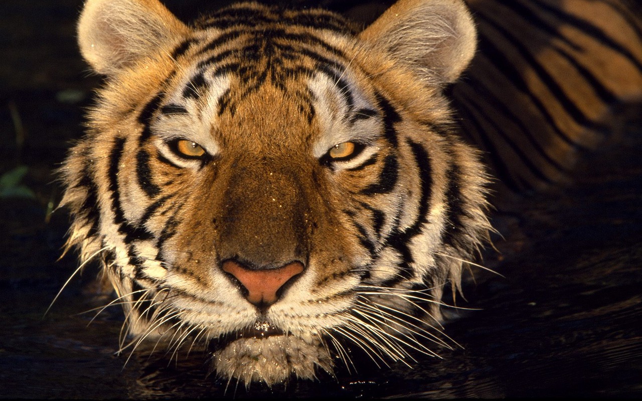 Tiger Фото обои #16 - 1280x800
